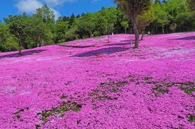 Jom download lukisan mewarna pemandangan yang menarik dan boleh di cetakkan dengan mudah. 5 Pemandangan Indah Shibazakura Phlox Ladang Bunga Seperti Dalam Mimpi Zekkei Japan