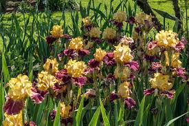 The plants survive drought, heat and cold and reliably send up tall stalks featuring. Bearded Iris Care Reblooming Iris High Country Gardens Blog
