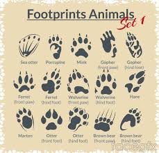 15 Animal Footprints Design Vector Graph Animal Footprints Footprint Bear Footprint