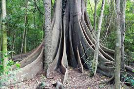 Pages with broken file links. Moreton Bay Fig Tree Photograph By Nicholas Blackwell