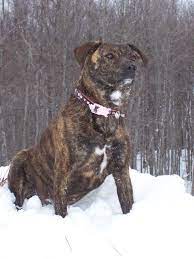 Pin On Dogs Horses And Big Cats Of The Jungle