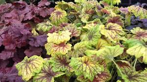 Heuchera Paris Buy Coral Bells Perennials Online Here's a heuchera prized for its impressive and long lasting floral display, as well as its attractive silvery lobed foliage with mint green veins. heuchera paris buy coral bells