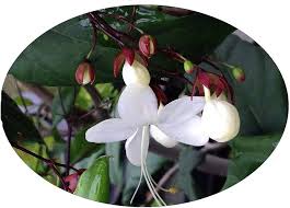 Image result for Clerodendrum toxicarium