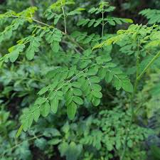 Image result for Moringa