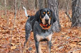 Black And Tan Coonhound For Sale In Sc Pin On Pets