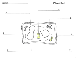 Plant cells also have a large central vacuole, while animal cells either have small vacuoles or none. Plant Cell Parts And Functions Diagram Quizlet