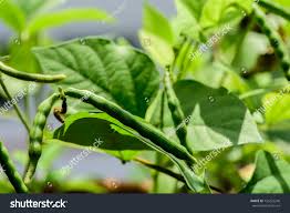Image result for Vigna radicans