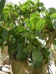 Image result for Camptorrhiza strumosa