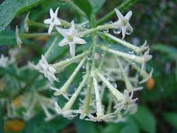Image result for Cestrum nocturnum