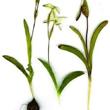 Image result for Hesperantha longicollis