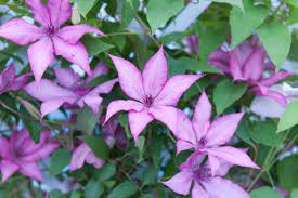 Petals are uniquely striped with white bars. Clematis Giselle Early Large Flowered Clematis Group 3 Clematis Pink Clematis Pink Flowers Red Vines Clematis Perfect Plants Climber Plants
