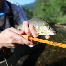 Sweet Grayling On A Scott Fiberglass Rod All Glass Models Are Available In Our Fly Fishing Fish