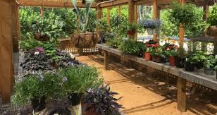 Homes by deltona at st augustine. Second Saturday Plant Sale Cancelled St Augustine Fl Oldcity Com