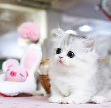 Will be ready for their new homes in 2 weeks time when they are 8 weeks old, vaccinated, dewormed and. Munchkin Kitten For Sale Exclusive Kitten Breeders 20 On Pairs