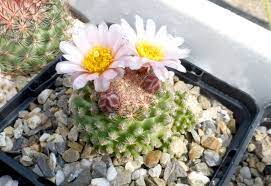 Remember desert cactus needs bright, hot sunlight during the growing season and several most cactus flowers grow directly from the body of the plant. How Much Light Do Cactus Need To Grow Well The Importance Of Sun