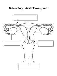 Topik 1 dalam subjek pendidikan kesihatan tahun 5 ialah sistem reproduktif manusia. Sistem Reproduktif Perempuan