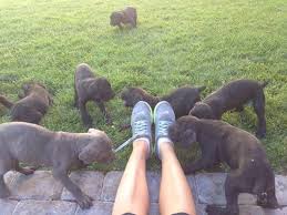 Blue italian mastiff puppies cane corso. Taylor Houston On Twitter Cane Corso Italian Mastiff Puppies For Sale Pure Breed W Papers M F Black Brindle Blue Call 702 526 9439 Http T Co Zqdaukmsqo