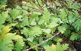 Image result for Bocconia