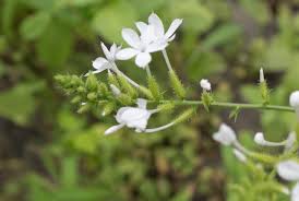 Image result for Plumbago zeylanica