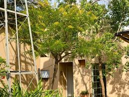 Image result for Acacia davyi