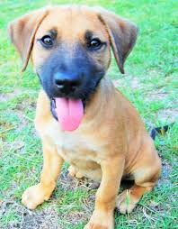 Bodhi Puppy Rescue Foster Adopt Labrador Retriever Puppies Pup