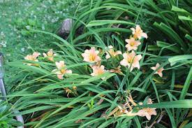 We did not find results for: Stella S Ruffled Fingers A North East Ohio Garden