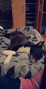 Dog barks at doorbell & strangers. Anxiety Dog Barking At Guests Strangers And Other Dogs