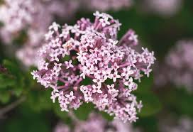 أفضل 15 نبات لغرفة النوم من شأنها أن تساعدك على البقاء هادئ ا والتنفس بصورة جيدة أحلى هاوم