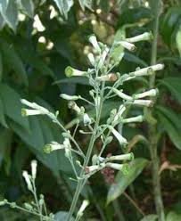 Image result for Nicolasia coronata