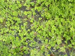 Image result for Marsileaceae