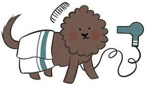 So, australian labradoodles should be tested for von willebrand's disease. Grooming Guidelines For Your Australian Labradoodle
