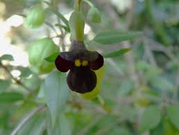 Image result for Tinnea rhodesiana