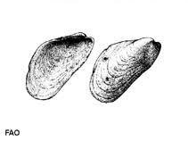 Vernacular names edit wikidata 'category:modiolus (bivalve)' linked to current category [edit wikidata 'modiolus' main topic. Modiolus Adriaticus