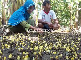 We did not find results for: Petani Ale Gantungkan Bibit Dari Luar Daerah