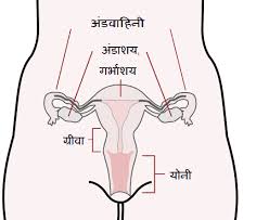 Related posts of woman's body parts name in hindi female reproductive body parts. à¤® à¤¦ à¤œà¤¨à¤¨ à¤¤ à¤¤ à¤° Female Reproductive System Aliscience