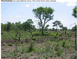 Image result for Rhynchosia pseudoviscosa