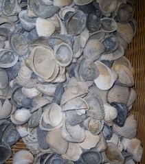 Create a stunning tablescape with elegant centerpiece bowls. Decorating With Large Clam Shells Loving Coastal Living By Seashellsbyseashore