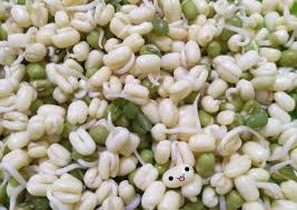 Cuci kacang hijau sampai bersih (kalau tidak bersih, toge yang dihasilkan agak kecoklatan). Resep Cara Membuat Kecambah Sendiri Di Rumah Oleh Jj Noona Cookpad