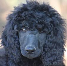Black And White Standard Poodle Puppies For Sale 43 Odyssey S Black White Polish Female Standard Poodle Puppy For Adoption Poodles For Adoption Poodle Puppy Standard Poodle