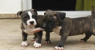 Remove all organic debris before cleaning. Can My Dog That Has Survived Parvo Catch It Again If It Was In Direct Contact With My Puppy The Has Recently Died Of The Parvo Virus Petcoach
