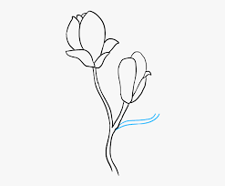 How To Draw Magnolia Flower Magnolia Flower Drawing Easy Hd Png Download Kindpng Purple magnolia flower blossoms line art drawing illustration isolated on white background. magnolia flower drawing easy hd png