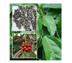 Image result for Tiliacora