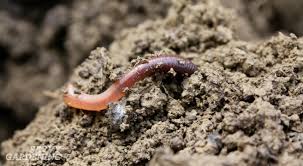 Maybe you would like to learn more about one of these? How To Build A Wormbin