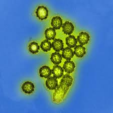Two antigenically distinct reassortant viruses (h3n2) were isolated from infected animals: H3n2 Image Eurekalert Science News Releases