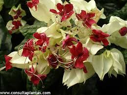 Image result for Clerodendrum thomsoniae
