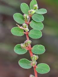 Image result for Euphorbia prostrata
