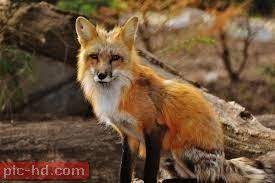 صور الثعلب الثعلب واشكالة animals wild animals your spirit animal