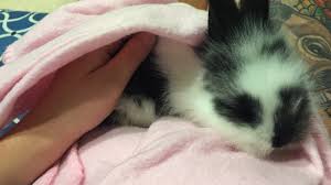 Maybe you would like to learn more about one of these? Topic Ill Pets Change Org