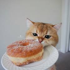 Pin By Charming On Panquecito Pretty Cats Cats Animals