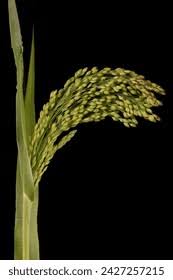 Image result for Panicum miliaceum